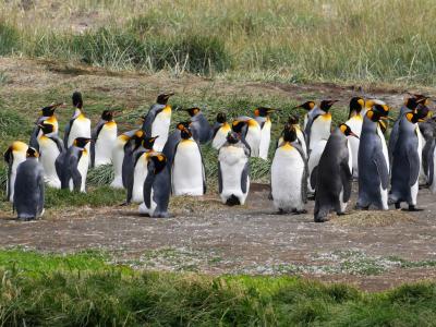 チリ旅行-２０：プンタアレナース（ペンギン観光）