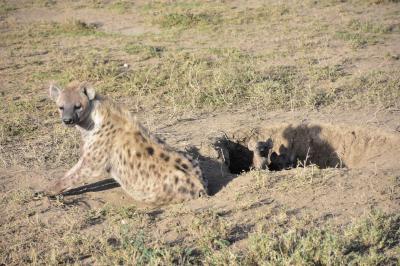 Dynamic TANZANIA！ 動物の赤ちゃんにたくさん会えたよ～♪ ～Serengeti～