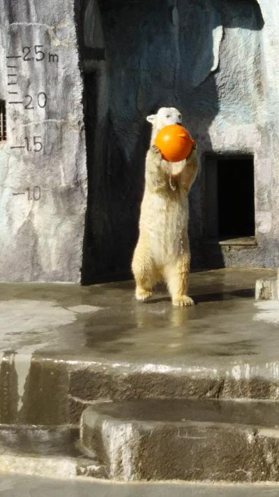 孫と一緒に、今日は浜松市動物園に~チョーご機嫌なシロクマちゃん