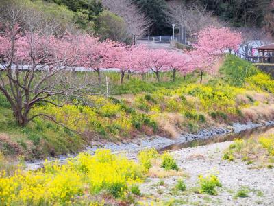 南房総の春　花摘みと江川海岸