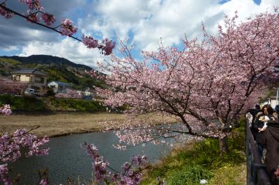 母と行く2泊3日の伊豆旅行　春が来た！　河津桜は満開です