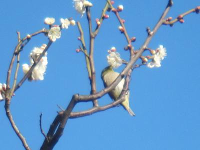 湯島天神 梅まつりで、春の訪れを感じてきました!