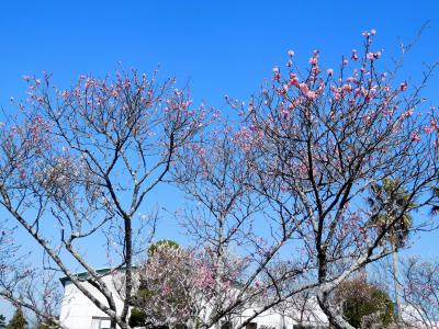 ２０１７年２月　ときわ公園　その１　梅まつりに行きました。