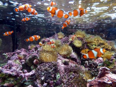 ０４．立春直後の東京１泊　しながわ水族館その３　１８ 世界の大河から　１９珍しい魚たち　２０アシカ“海のライオン”　２１共生水槽　２２海の楽園