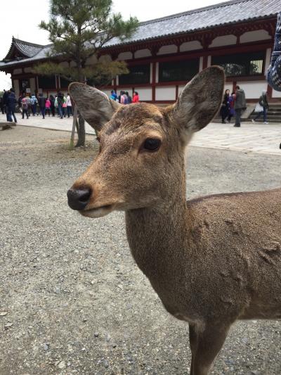 ムスメと一緒に京都奈良旅行２０１６年２月 ②とことんスイーツ