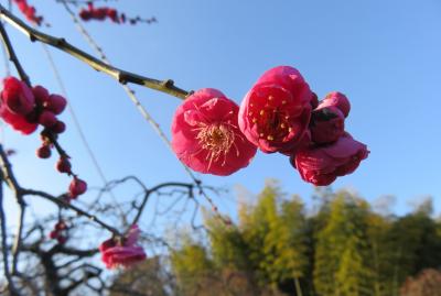 2017早春、ちらほら咲き始めた枝垂れ梅(2：完)：ソシンロウバイ、枝垂れ梅、椿、水仙