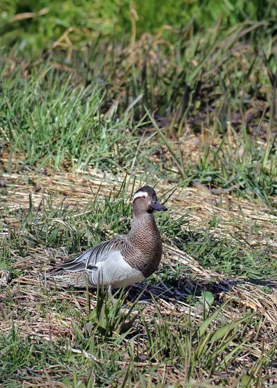 野鳥撮影記録（２０１７年２月）その７