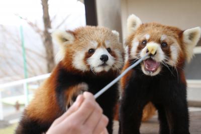 初・山口福岡レッサーパンダ遠征はこの冬最大の寒波到来（３）秋吉台サファリランド（前）これまで以上に近い目の前でのレッサーパンダエサやり体験！&#12316;動物ふれあい広場の優希くん・風花ちゃん・人工哺育の優花ちゃん・航航じいちゃん＆レストラン脇の野々花ちゃん・いちはちゃん