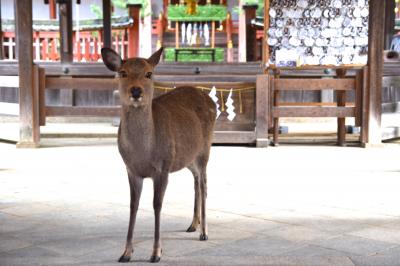 ヒガエリ ナラノタビ　2016.12