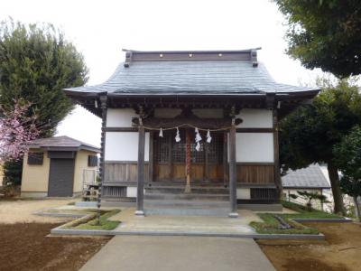 松戸の東雷神社で河津桜　２０１７