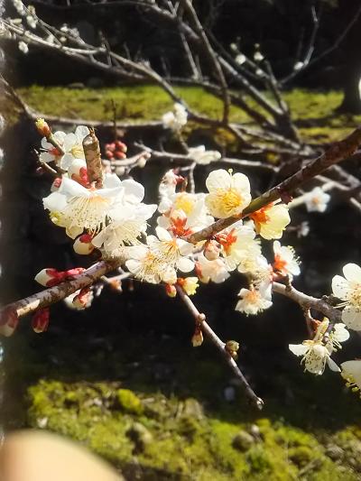 「寒い季節は温泉旅ですねぇ」～川棚(大崎)温泉編～