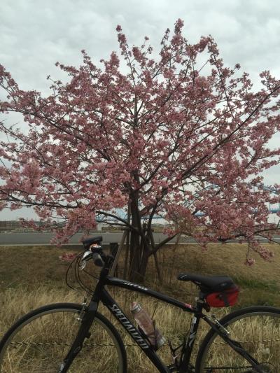 そうだ、河津桜をみにいこう。 江戸川サイクリングロード