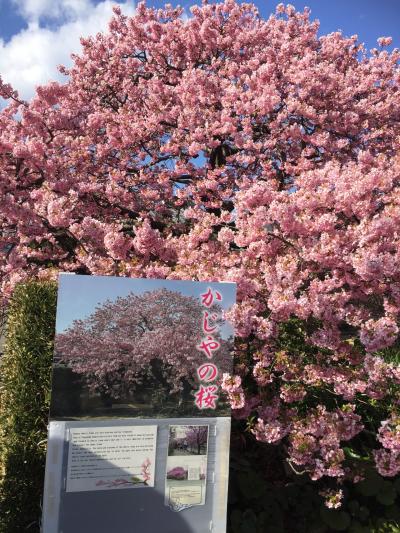 河津桜