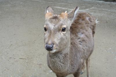 道産子夫婦が行く★関西・香川8泊9日その４★奈良・大阪編