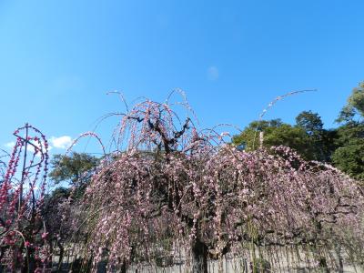 結城神社（三重県津市）の枝垂れ梅は素晴らしかった！
