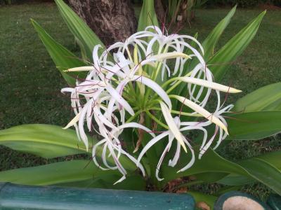 カンボジアにある花