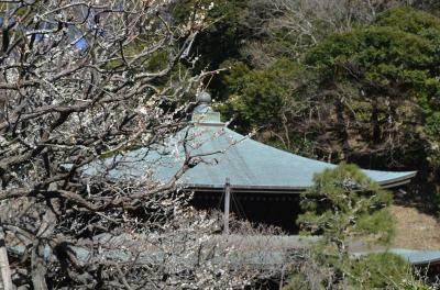 古都鎌倉　梅めぐり　（後半：鶴岡八幡宮、宝戒寺、鎌倉宮、瑞泉寺、荏柄天神社、杉本寺、報国寺）