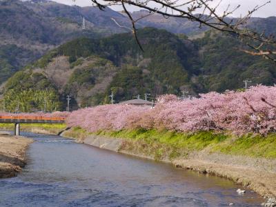 思い立って河津桜観桜の旅