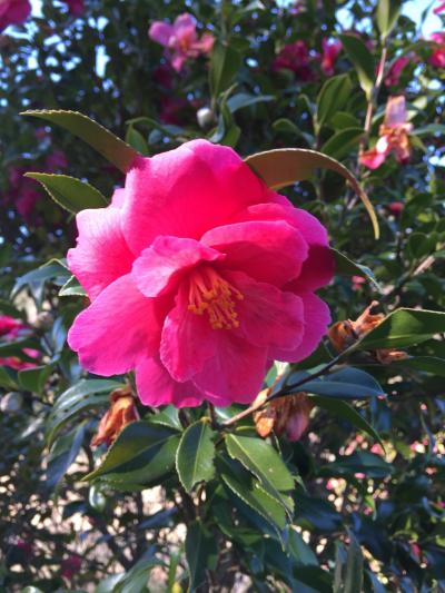 一年で一番花の少ない時期に花の名所を巡る