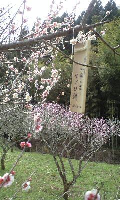 ★久々の「三岳梅林公園」の・・・ちょい旅。