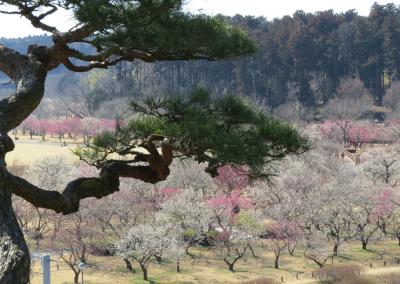 水戸の梅まつり・・日本三大名園のひとつ、偕楽園をめぐります。