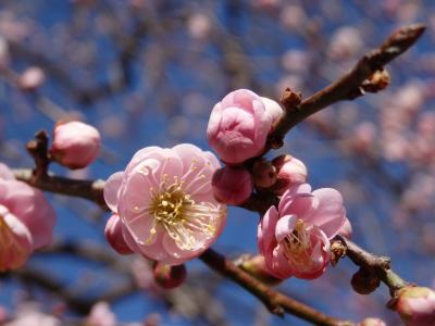 春の気配を感じに郷土の森梅まつりへ