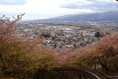 松田の桜と湯河原梅林めぐり