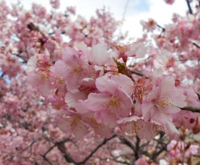 河津桜　　ＩＮ　わかくさ公園