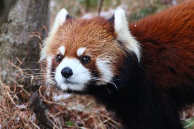 初・山口福岡レッサーパンダ遠征はこの冬最大の寒波到来（６）大牟田市動物園：再会したまいちゃんはハイテンション＆もてもてそらちゃんには十分会えたけど、きらきらレンくんはすぐに寝てしまって消化不良＆キリンのプリンちゃんにも再会＆熊本から避難中のユキヒョウのスピカちゃん他