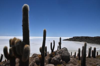 ボリビア　雨季のウユニ塩湖　3.塩湖に浮かぶイヌワシ島へのショートトリップ