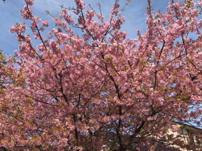 河津桜と界 伊東の旅