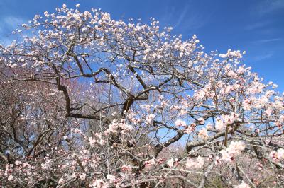早春の梅の森林公園と埼玉こども動物自然公園（前編）梅と福寿草の森林公園：樹勢回復中で枝振りがいまいちな木々もあったけれど、感動はじわじわやって来て