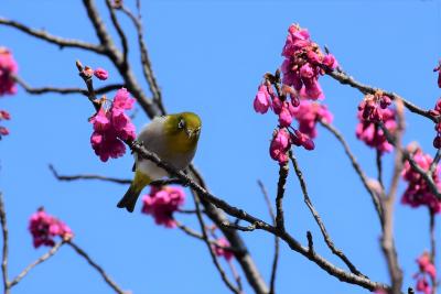 二ヶ領用水 春の花チラホラ 2017（川崎市中原）
