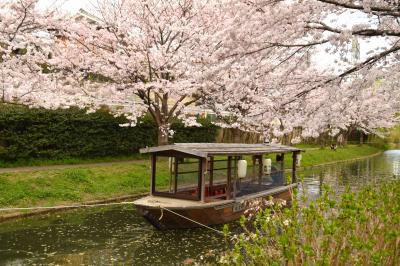 ひとりお花見部 2016②　伏見の桜と京都市動物園春の夜間開園そして すいば