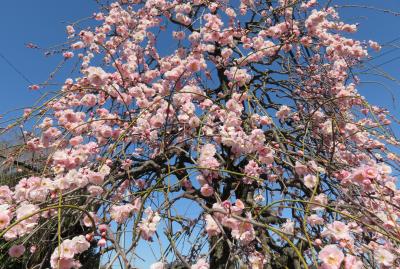 2017早春、蕾から七分咲の枝垂れ梅(1/4)：名古屋市農業センター、緑萼枝垂れ、呉羽枝垂れ