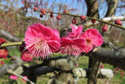 2017早春、蕾から七分咲の枝垂れ梅(2/4)：マンサク、梅林、クロッカス、福寿草