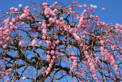 2017早春、蕾から七分咲の枝垂れ梅(3/4)：枝垂れ梅林、竹林、ソシンロウバイ
