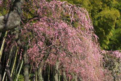 2017早春、蕾から七分咲の枝垂れ梅(4/4)：枝垂れ梅林、竹林、ネモフィラ、鶏舎