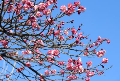 2017早春、慈眼寺と針名神社(3/4)：針名神社(1)：紅梅、手水舎、社務所、本殿、針名稲荷社