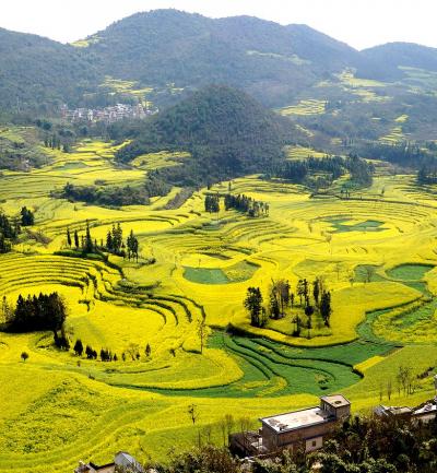 団塊夫婦の中国絶景の旅(2017ハイライト）ー一日で一生分の菜の花を見た気がした雲南省・羅平