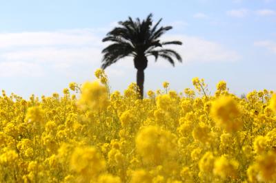 枝垂れ梅と菜の花畑と残り水仙（和泉リサイクル環境公園）