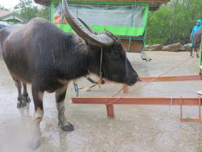 石垣島・離島めぐり　4泊５日の旅　（３日目）　