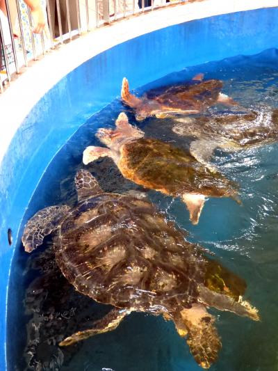 ２４．ホテルのディナーバイキングを楽しむお盆休みの紀伊半島３泊　道の駅 紀宝町ウミガメ公園