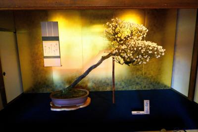 長浜!ボンバイエ! じゃなかった長浜盆梅展にお出かけ!