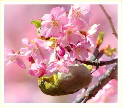 Solitary Journey［1882］早咲きの桜、濃いピンク色をした河津桜に群がるメジロたち＆スイセン畑＜上蒲刈島県民の浜＞広島県呉市