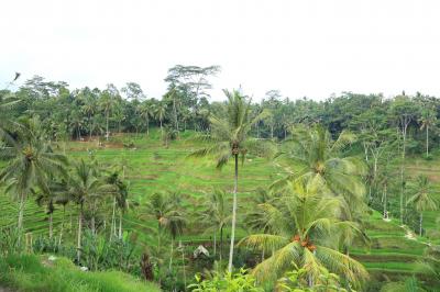 2016_bali_day3～Jimbaran / Ubud～