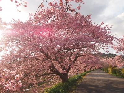 ２０１７年早春　宿泊費２泊５日の旅　一足早い春の花を求めての旅　【みなみの桜まつり】