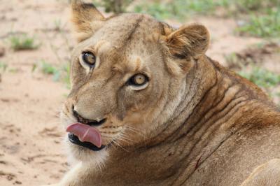 還暦記念に・・SouthAfricaまで・・飛んでった（サファリ編２）