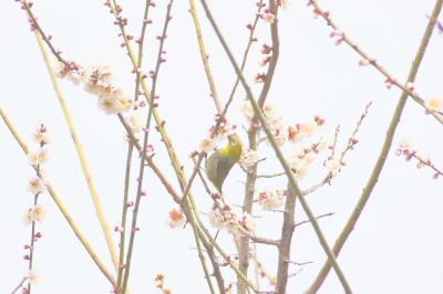 牡蠣が食べたいよう! でも梅も見たいよう! それじゃぁ・・・!