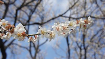 関東の旅①　水戸の梅まつり